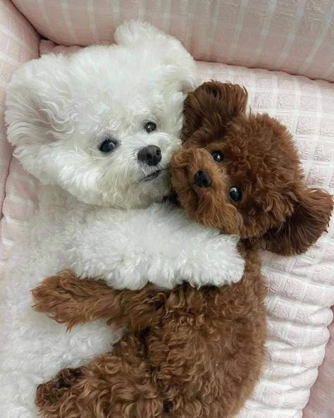 Cute Fluffy Puppies, Puppy Dog Pictures, Cute Small Dogs, Cute Dogs Images, Super Cute Puppies, Cute Animals Puppies, Very Cute Dogs, Funny Animal Photos, Cute Dog Pictures