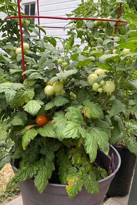 Tomato Varieties, Commercial Farming, Determinate Tomatoes, Varieties Of Tomatoes, Tomato Seedlings, Plant Varieties, Growing Dahlias, Tomato Plant, Fall Vegetables