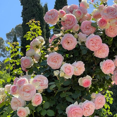 Flowers perennials