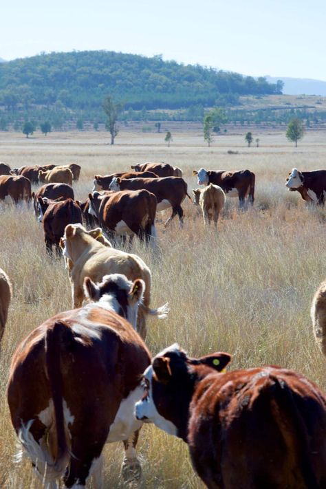 How to Find Local Grass-Fed Beef - Clean Eating Kitchen Cows Aesthetic, Beef Farming, Grass Fed Meat, Career Options, Art Courses, Cottagecore Aesthetic, Grass Fed Beef, Year Plan, Cute Cows