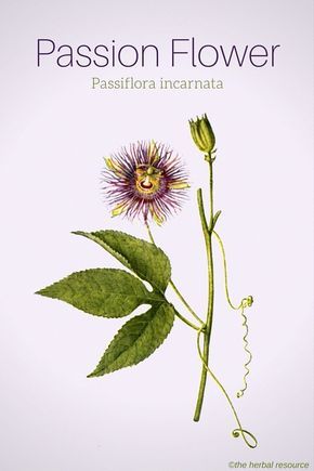 Passion Flower Passiflora incarnata Passion Flower Benefits, Medicinal Herbs Garden, Medical Herbs, Types Of Herbs, Magic Herbs, Herbal Plants, Healing Plants, Herbal Healing, Herbal Magic