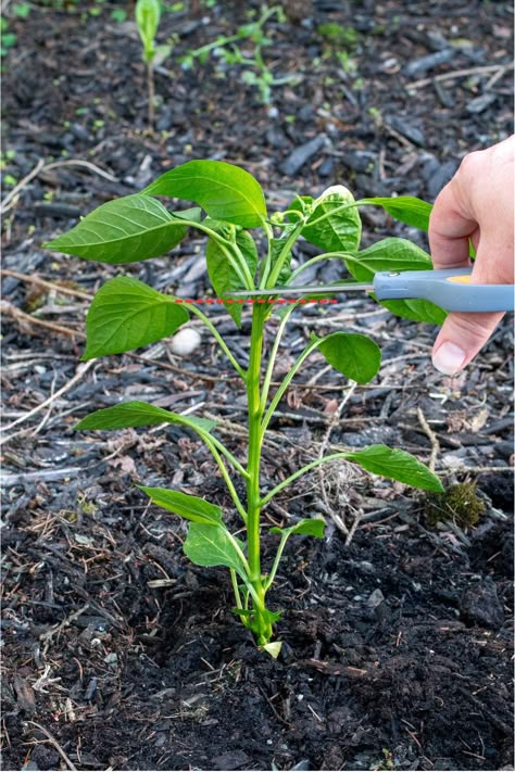 Why You Need to Top Your Pepper Plants & How to Do It Veggie Garden Hacks, How To Prune Pepper Plants, Pepper Plant Problems, Gardening Hacks Ideas, Pepper Plants Growing Tips, Pepper Trellis, Diy Kitchen Garden, Growing Green Peppers, Pepper Garden