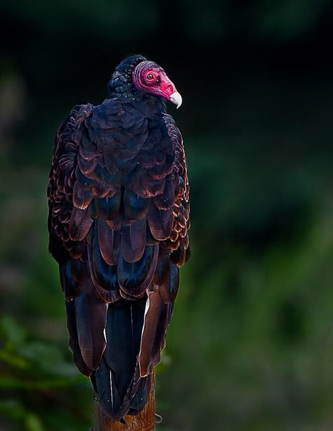 Meeting the Vulture | Audubon California Turkey Vulture Art, Vulture Pictures, Vulture Eating, Cinereous Vulture, Turkey Vultures, Painting Prompts, Bearded Vulture, Turkey Vulture, Bacon Art