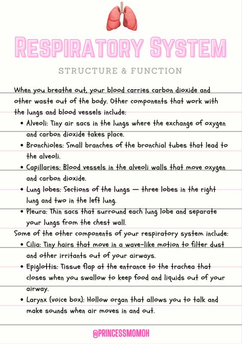 Respiratory System Nursing Notes, Nurse Study Notes Respiratory, Respiratory System Physiology, Respiratory System Aesthetic Notes, Respitory System Notes, Respiration In Humans Notes, Respiratory Therapist Aesthetic, Respiratory System Notes, Nursing Notes Aesthetic