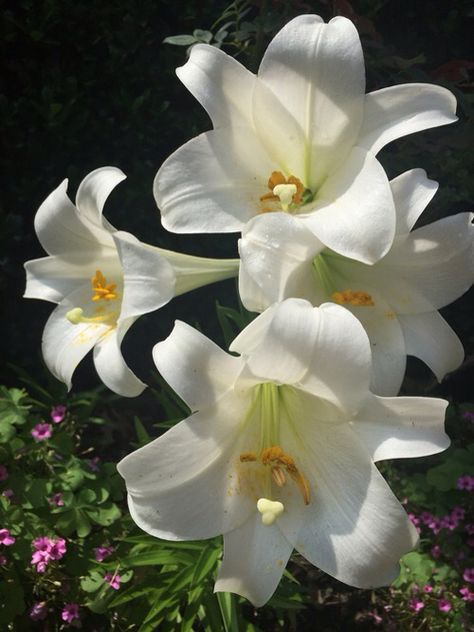 Easter Lilies Easter Lily Bouquet, Easter Lily Flower, Easter Lilies, Live Flowers, Purple Easter, Easter Garden, Easter Lily, Easter Images, Easter Pictures