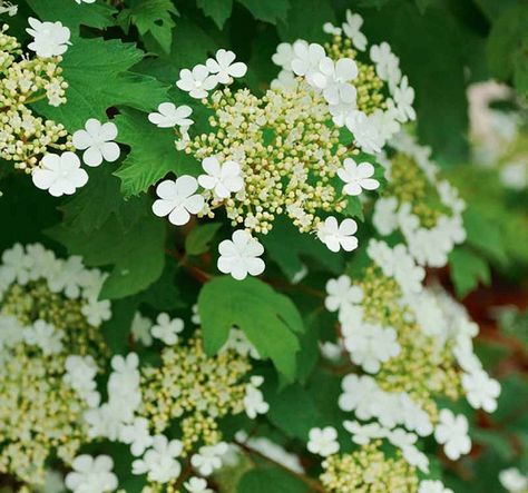 Viburnum opulus 'Xanthocarpum' (European Cranberrybush) Garden Retreat Ideas, Viburnum Opulus, Fragrant Garden, Foundation Planting, Planting Shrubs, Coastal Gardens, Garden Shrubs, Traditional Garden, Charming Garden