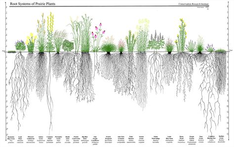 Natives verses Kentucky Bluegrass (commonly found in lawns). Prairie Plants, Naturalistic Garden, Prairie Planting, Performance Management, Root System, Rain Garden, Landscape Drawings, Plant Roots, April 15