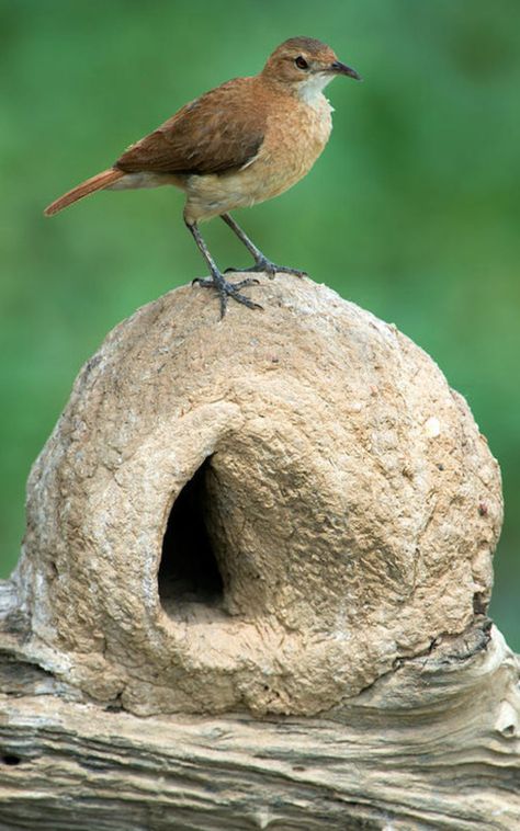 Rufous Hornero – the national bird of Argentina and Uruguay – a common, noisy bird. Their nests are built from mud and bird-spit, and always involve a substantial effort. Birds And Their Nests, Wild Creatures, Color Image, Pretty Birds, Bird Nest, Cute Birds, Little Birds, Wild Birds, Nature Animals