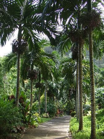 Tropical Gardens of Maui; Iao Valley Road, Wailuku Wailuku Maui, Hawaii Living, Tropical Places, Tropical Gardens, Maui Vacation, Valley Road, Hawaii Island, Hawaiian Islands, Maui Hawaii