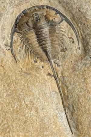 Fossil Art, Horseshoe Crab, Fossil Hunting, Fossil Bones, Rocks And Fossils, Trilobite Fossil, Texas Art, Ancient Animals, Extinct Animals