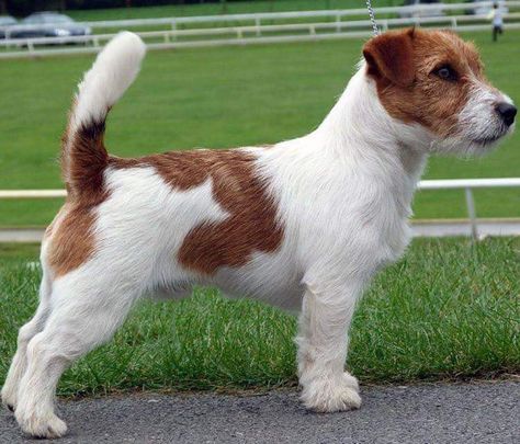 Jack Russell Terrier Puppies, Jack Russell Puppies, Russel Terrier, Australian Terrier, Parson Russell Terrier, Jack Russell Dogs, Jack Russells, Labrador Retrievers, Jack Russel