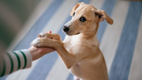 Why Do Dogs Put Their Paw on You? Canine Experts Explain What Your Pup May be Communicating Videos Of Dogs, Pets Stuff, Cute Videos, Cat Behavior, Dog Behavior, The Keys, Dog Paws, Cute Gif, The Meaning