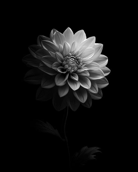 MUHAMET KARTAL | Amidst life’s black and white canvas, Dahlia paints an elegant masterpiece in shades of grace. A delicate bloom in a world of contrasts P… | Instagram Black Dahlia Flower Wallpaper, Black And White Dahlia, Charcoal Sketches, Black And White Flower, Charcoal Sketch, Black Dahlia, Black And White Flowers, Floral Photography, Dahlia Flower