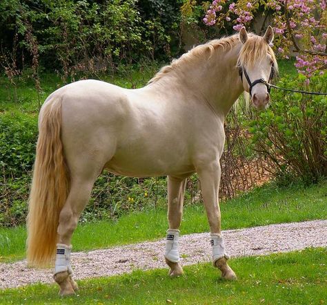 Kathiyawadi Horse, Horse Breeder, Horse And Buggy, Horse Dressage, Andalusian Horse, Friesian Horse, Dressage Horses, Draft Horses, Horses For Sale