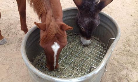 Save Money On Hay With These DIY Slow Feeders - COWGIRL Magazine #hay #horses #mules #slowfeeders Horse Slow Feeder, Diy Hay Feeder, Hay Feeder For Horses, Horse Feeder, Horse Paddock, Horse Hay, Horse Shelter, Horse Care Tips, Hay Feeder