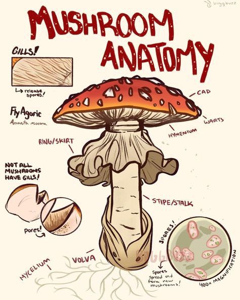 Mushroom Anatomy, Mushroom Poster, Mushroom Pictures, Mushroom Drawing, Pencil Drawings Easy, The Mushroom, Mushroom Art, Sketchbook Art Inspiration, Art Sketchbook