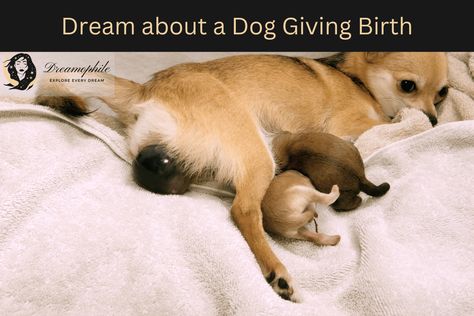 Introduction: Dreaming about a dog giving birth is often linked to themes of nurturing, new beginnings, and responsibilities. Dreams serve as a gateway into the labyrinth of our subconscious mind, revealing suppressed emotions, unresolved events, and underlying thoughts. A dream about a dog giving birth can provide a unique lens to view our emotions and ... Read more The post Dream About a Dog Giving Birth: Unpacking its Deeper Meaning appeared first on Dreamophile. Dog Giving Birth, Dog Having Puppies, Breeding Business, Whelping Puppies, Breeding Dogs, Dog Birth, Dog Pregnancy, Whelping Box, Dog Pants