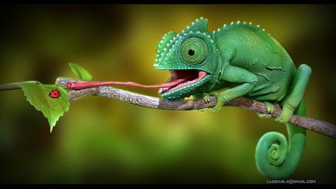 Pc Drawing, Chameleon Art, Cambodian Art, Abstract Wallpaper Design, Video Ideas, Graphic Design Lessons, 4k Video, Reptiles And Amphibians, Cute Animal Photos