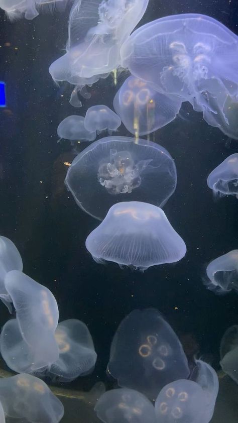 Marinewallpaper/ marine / wallpaper/cute / viral / fyp / love / blue / bluewallpaper Jellyfish Photo, Jellyfish Pictures, Jellyfish Wallpaper, Sea Jellies, Blue Jellyfish, Jellyfish Art, Sea Photo, Jelly Fish, Sea Animal