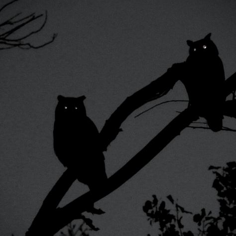 Owl Aesthetic, My Culture, Black Owl, Concept Art Drawing, Bad Luck, A Bad, Dark Aesthetic, In The Dark, Owls