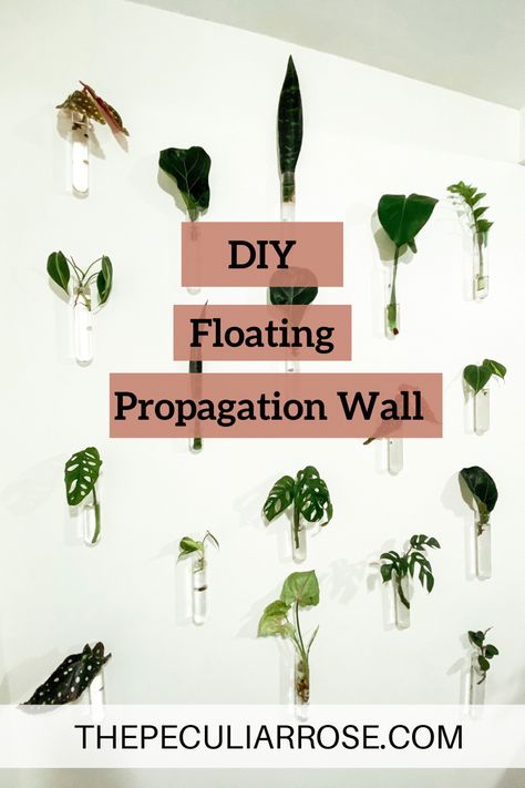 Floating propagation wall, accent wall, plants, indoor jungle Plant Wall Propagation, Mirror Plants Wall, Propagating Wall Decor, Plants Propagation, Propagation Wall Decor, Renter Friendly Plant Wall, Diy Plant Propagation Wall, Diy Propagation Wall, Propagation Wall Diy