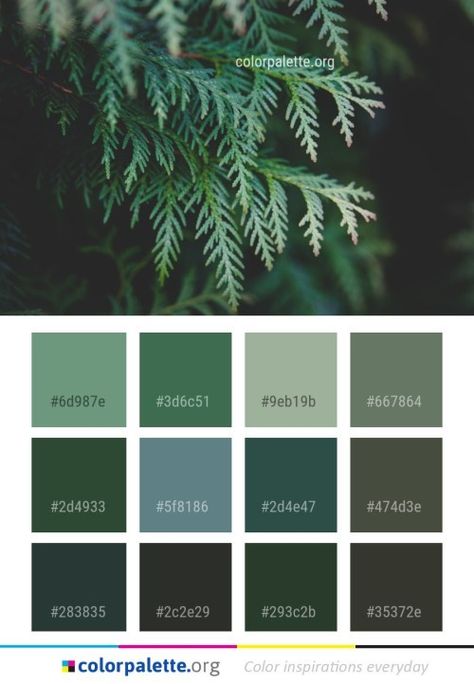 Evergreen Color Palette, Spruce Branch, Graphics Design Inspiration, Restless Heart, Colors Inspiration, Hex Color Palette, Color Script, House Color Palettes, Color Palette Bright