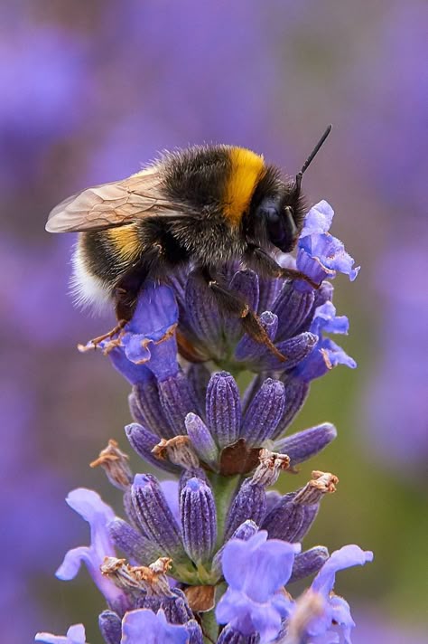 Bumblebee on purple flower Bumblebee Photography, Aesthetic Flower Tattoo, Insects Wallpaper, Nature Flowers Photography, Bee On Lavender, Bee Flowers, Bee Pictures, Insect Photography, I Love Bees