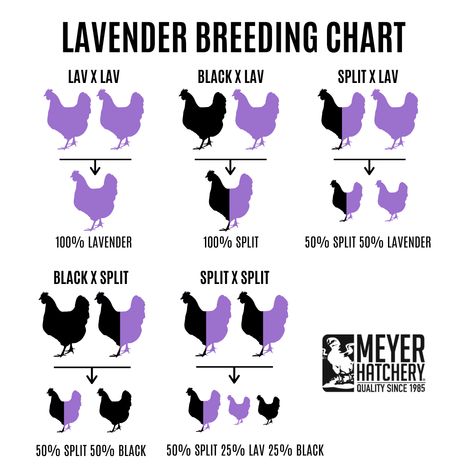 Black Split to Lavender Genetics – Meyer Hatchery Chicken Breeding Chart, Chicken Breeds Chart, Silkie Chickens Colors, Lavender Chicken, Lavender Orpington Chickens, Animal Breeding, Chicken Accessories, Hatching Chickens, Rabbit Farm