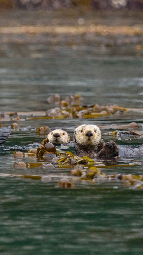 Cute Sea Otter Wallpaper, Sea Otter Wallpaper Iphone, Cute Otter Wallpaper, Bing Wallpaper, National Geographic Expeditions, Wildlife Wallpaper, Daily Picture, Wild Animals Photos, Cute Otter