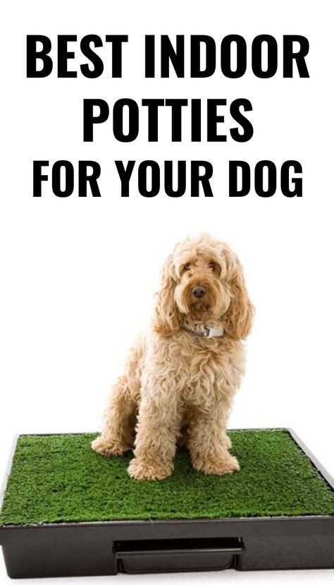 you’re advised to help train them using an indoor dog toilet. Indoor dog toilets are vital for the potty-training process because they help your pet know that they can’t just go to the bathroom wherever they want to.  But it can also be difficult to find out what type of indoor dog potty would be best for your circumstances. #buyer'sguide Dog Playroom Indoor, Indoor Dog Potty Area, Dog Toilet Indoor, Dog Poop Area, Dog Potty Diy, Yorkie Puppy Care, Dogs On Boats, Dog Potty Area, Indoor Dog Potty