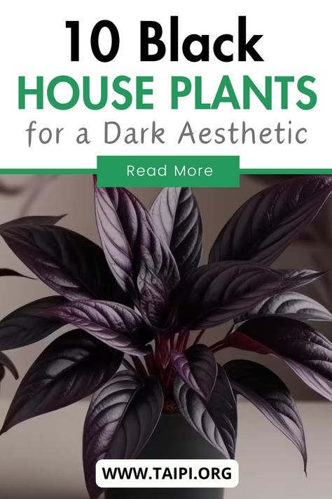 Discover 10 mesmerizing black houseplants that add a bold, dramatic touch to your indoor decor. Perfect for dark aesthetic lovers, these unique plants—like the Black Raven ZZ and Black Coral Snake Plant—thrive indoors while creating a striking visual impact. Learn how to care for these low-maintenance beauties and transform your space with their captivating charm.   Tap to explore the full list and elevate your home with nature's most elegant hues! 🌱✨ Witchy Indoor Plants, Dark Indoor Plants, Gothic Indoor Plants, Raven Zz Plant Care, Black Zz Plant, Purple House Plants, Black House Plants, Black Potted Plants, Black Room With Plants