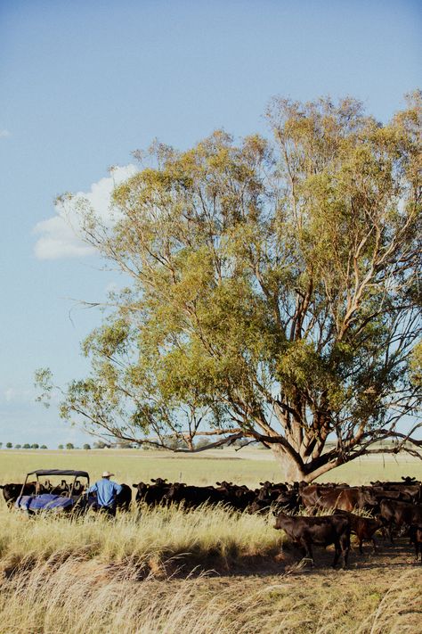 Farm Life Australia, Australian Ranch, Cattle Aesthetic, Ranch Photography, Farm Aesthetic Country Living, Rural Photography, Australia Country, Farmer Wife, Country Farm