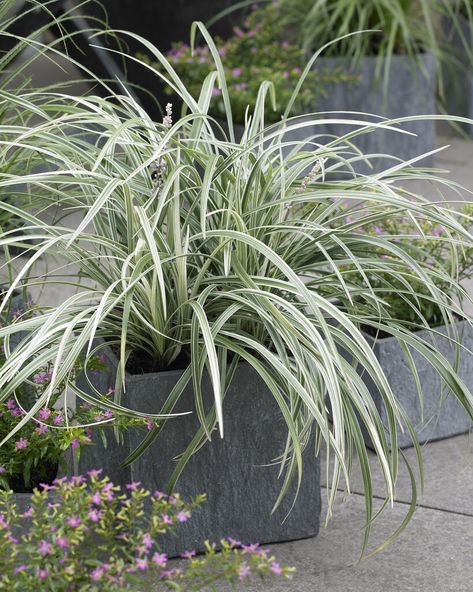 Liriope Spicata, Dry Shade Plants, Liriope Muscari, Coastal Garden, Garden Plan, Coastal Gardens, Garden Types, Outdoor Landscape, Herbaceous Perennials