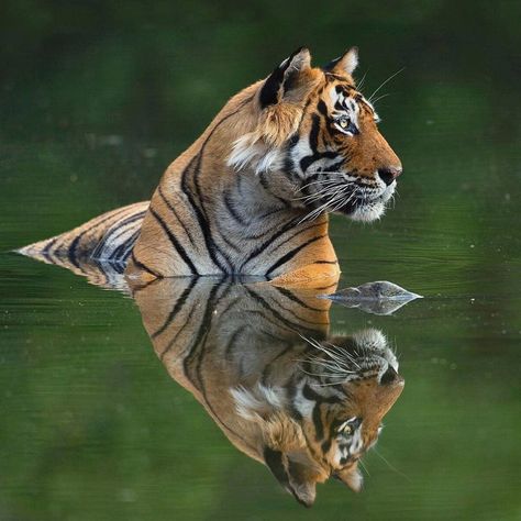 Photo by @sachin_rai_photography Tiger in Ranthambore National Park.#tiger #nature #wildlife #ranthambore #wildlifewarrior… Ranthambore National Park, Tiger Pictures, Majestic Animals, Cheetahs, A Tiger, Wildlife Nature, Large Cats, Alam Yang Indah, Wild Life