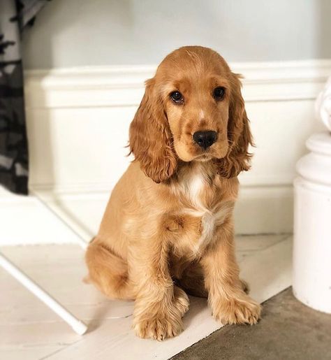 14 Amazing Facts About Cocker Spaniels | Page 2 of 4 | PetPress Blonde Cocker Spaniel Puppies, English Koker Spaniel, Mini Cocker Spaniel Puppies, Cocker Spaniel Short Haircut, Golden English Cocker Spaniel, Koker Spaniel, English Cocker Spaniel Puppy, English Cocker Spaniel Puppies, Golden Cocker Spaniel