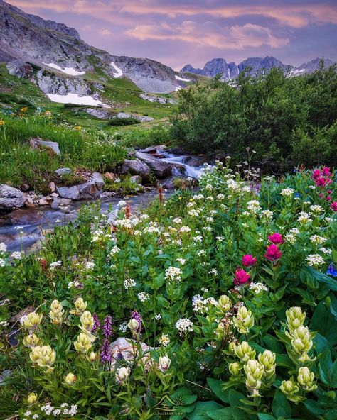 Wildflowers in Colorado. Lars Leber Photography Alpine Wildflowers, Colorado Wildflowers, Alpine Meadow, Crested Butte, Colorado Usa, Beautiful Locations Nature, Colorado Rockies, Art References, Beautiful Nature Scenes