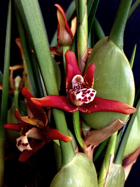 maxillaria tenuifolia Maxillaria Tenuifolia, Coconut Orchid, Orchid Care, Tropical Plants, Indoor Garden, Orchids, Beautiful Flowers, Coconut, Plants