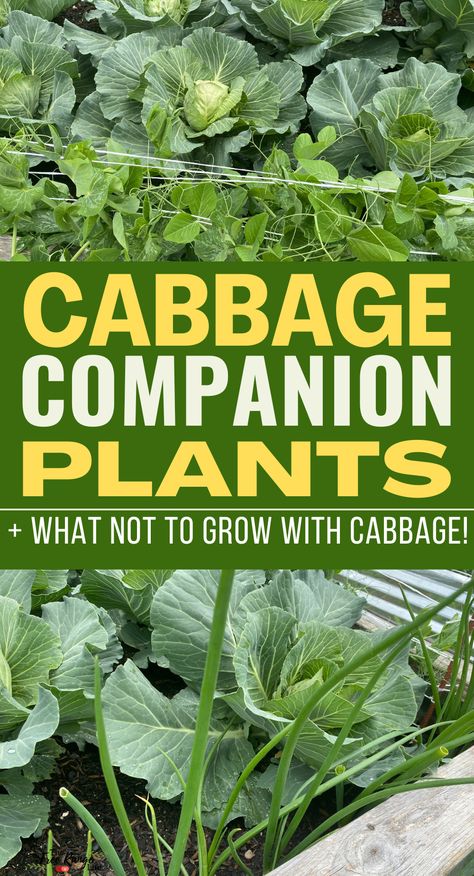 Chive Companion Plants, Cabbage In Pots Growing, Grow Cabbage, Growing Cabbage Plants, Planting Cabbage Plants, Planting Cabbage Seeds, Cabbage Plants Gardening, How To Grow Cabbage, Lettuce Companion Plants