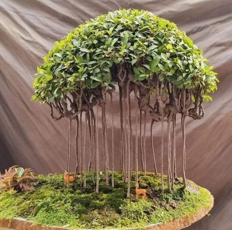 Garden Bonsai Tree, Bonsai Fruit Tree, Bonsai Making, Jade Bonsai, Bonsai Forest, Bonsai Tree Types, Bonsai Tree Care, Zen Garden Design, Medicinal Garden