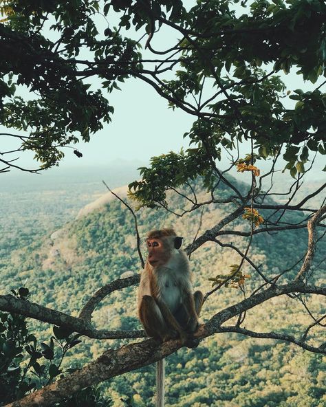 Wildlife Biology Aesthetic, Aesthetic Monkey, Monkey Aesthetic, Biology Aesthetic, Conservation Biologist, Wildlife Biologist, Conservation Biology, Animal Conservation, Monkey Pictures