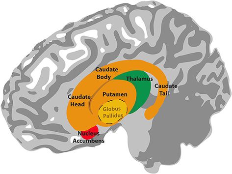 Picks Disease, Reptilian Brain, Substantia Nigra, Nucleus Accumbens, Mri Brain, Basal Ganglia, Tourettes Syndrome, Motor Neuron, Brain Structure