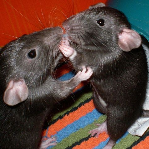 Rats Kiss, Rattus Rattus, Animals Kissing, Fancy Rat, Flame Art, Cute Rats, Friend Cartoon, Silly Cats Pictures, Mouse Rat