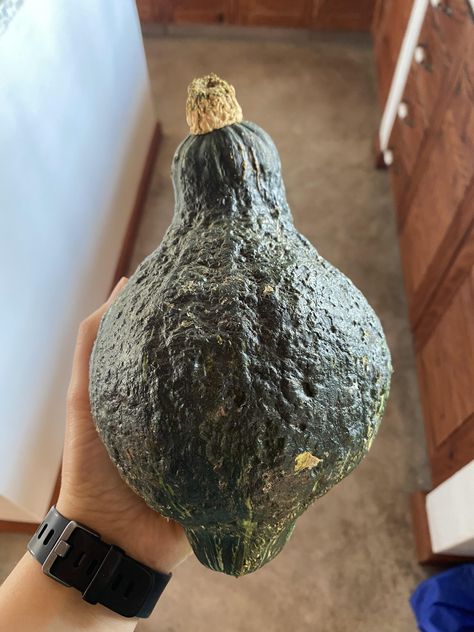 I bought a Hubbard squash! How on earth do I cook it, and does anyone have any recipes? by tatertotski Green Hubbard Squash Recipes, Hubbard Squash Recipes, Storing Fresh Ginger, Hubbard Squash, African Buffalo, Ink Inspiration, Squash Recipes, Fresh Ginger, Plant Based Diet