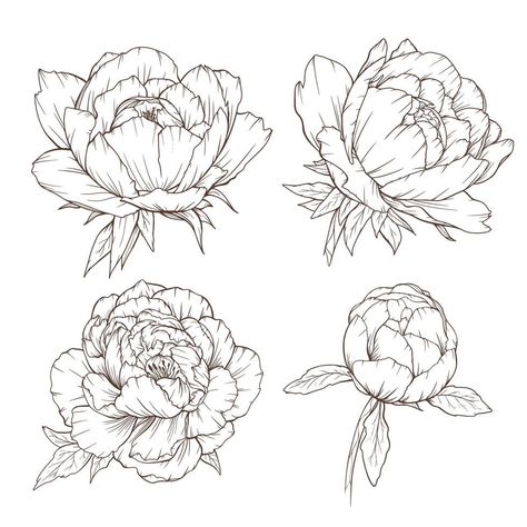 Peony Drawing, Peony Illustration, Botanical Line Drawing, Flower Line Drawings, Pen Illustration, Flower Outline, Line Art Vector, Outline Drawings, Flower Coloring Pages