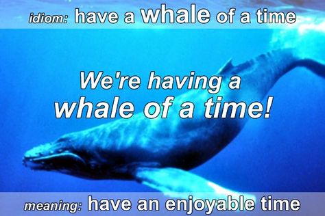 Imagen insertada Whale Song, A Whale, English Idioms, English Study, Meditation Music, Relaxing Music, English Lessons, Whales, Under The Sea