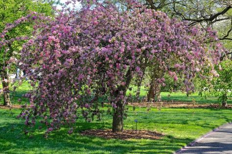 Flowering Crabapple Flowering Crabapple Tree, Fast Growing Shade Trees, Flowering Crabapple, Eastern Redbud, Myrtle Tree, Planting Tips, Redbud Tree, Garden Bugs, Crabapple Tree