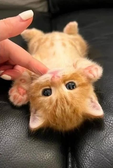 Small Kitten, Silly Kitties, Cute Small Animals, Cats Photos, Cute Cats Photos, Super Cute Animals, Cute Kitties, Pretty Animals