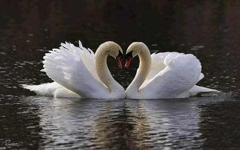 Swan Wallpaper Laptop, Two Swans Love, Swan Aethestic, Swan Pictures, Swans In A Lake, Swan Love, Swans, Mute Swan, Swans Art