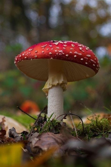 Fly Agaric Mushroom, Mushroom Pictures, Fly Agaric, Free To Use Images, Mushroom Fungi, Watercolor Sketchbook, Arte Inspo, Photos Hd, Mushroom Art