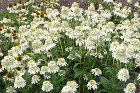 Echinacea purpurea 'Milkshake' (Coneflower) White Coneflower, Prairie Flower, Perennial Border, Echinacea Purpurea, Wildflower Garden, Plant Combinations, Easy Plants, Buy Plants, Growing Seeds